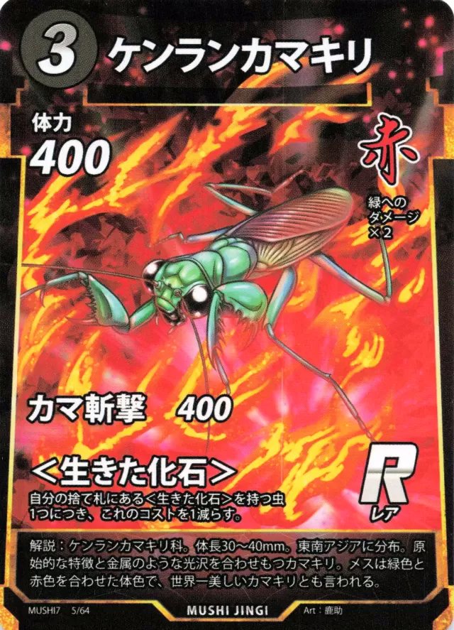 MUSHI7-005　ケンランカマキリ　R