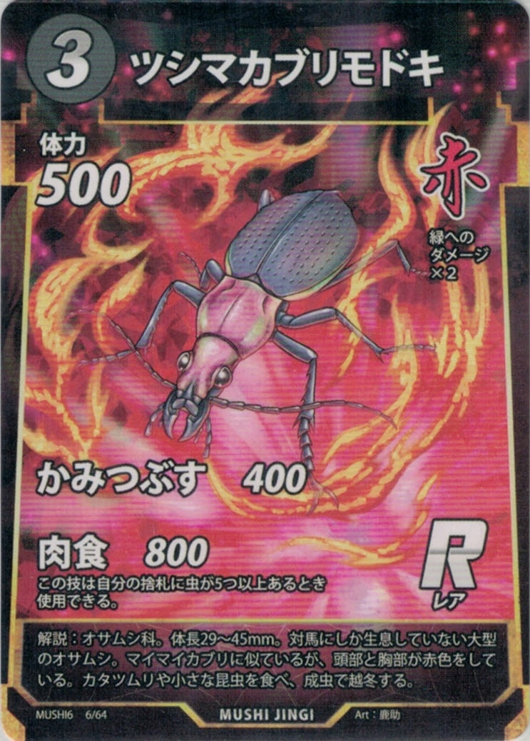 MUSHI6-006　ツシマカブリモドキ　R