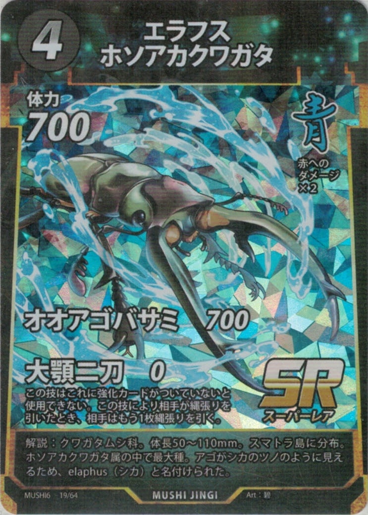 MUSHI6-19　エラフスホソアカクワガタ　SR